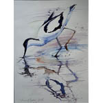 avocet